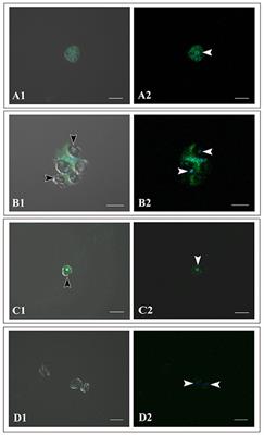 Corrigendum: In vitro Symbiosis of Reef-Building Coral Cells With Photosynthetic Dinoflagellates